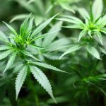 Vaporisateur de cannabis : à quoi ça sert ?